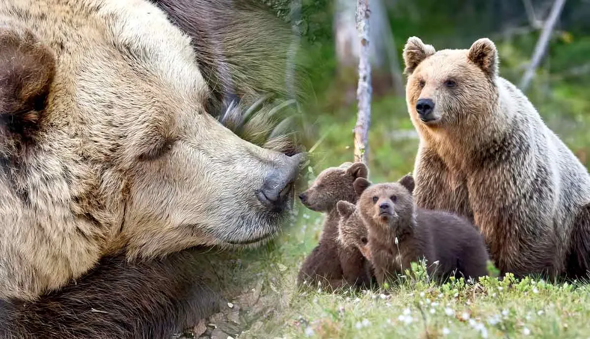 how bears prepare for hibernation