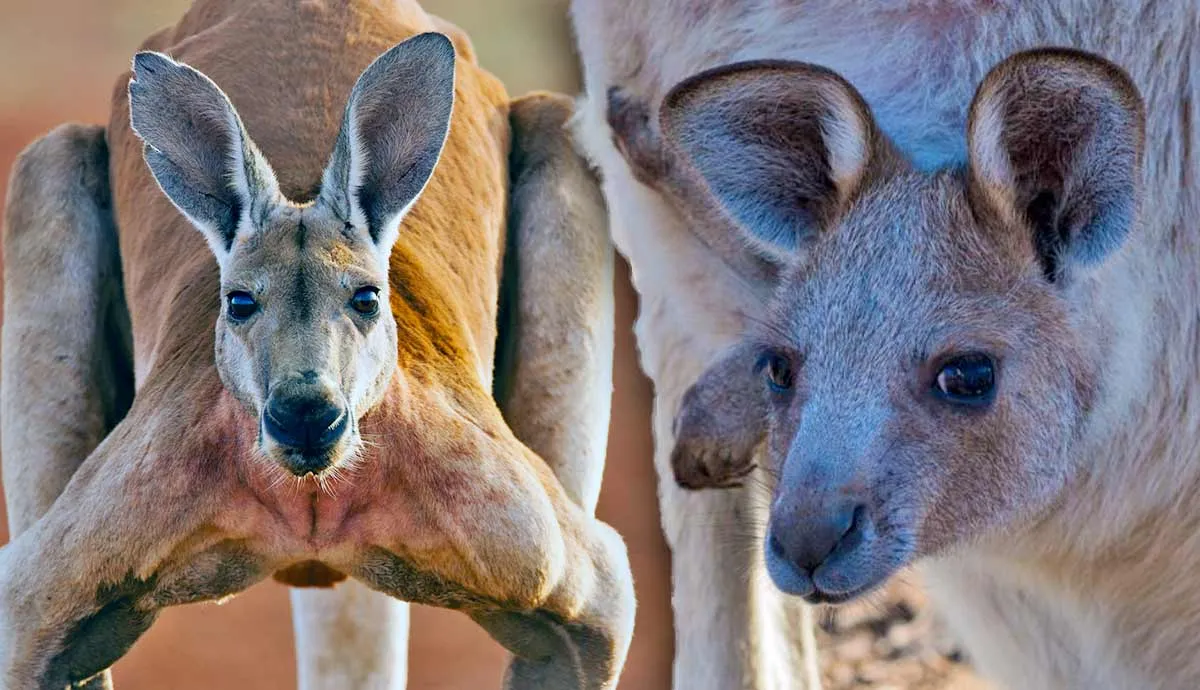 how do kangaroos give birth