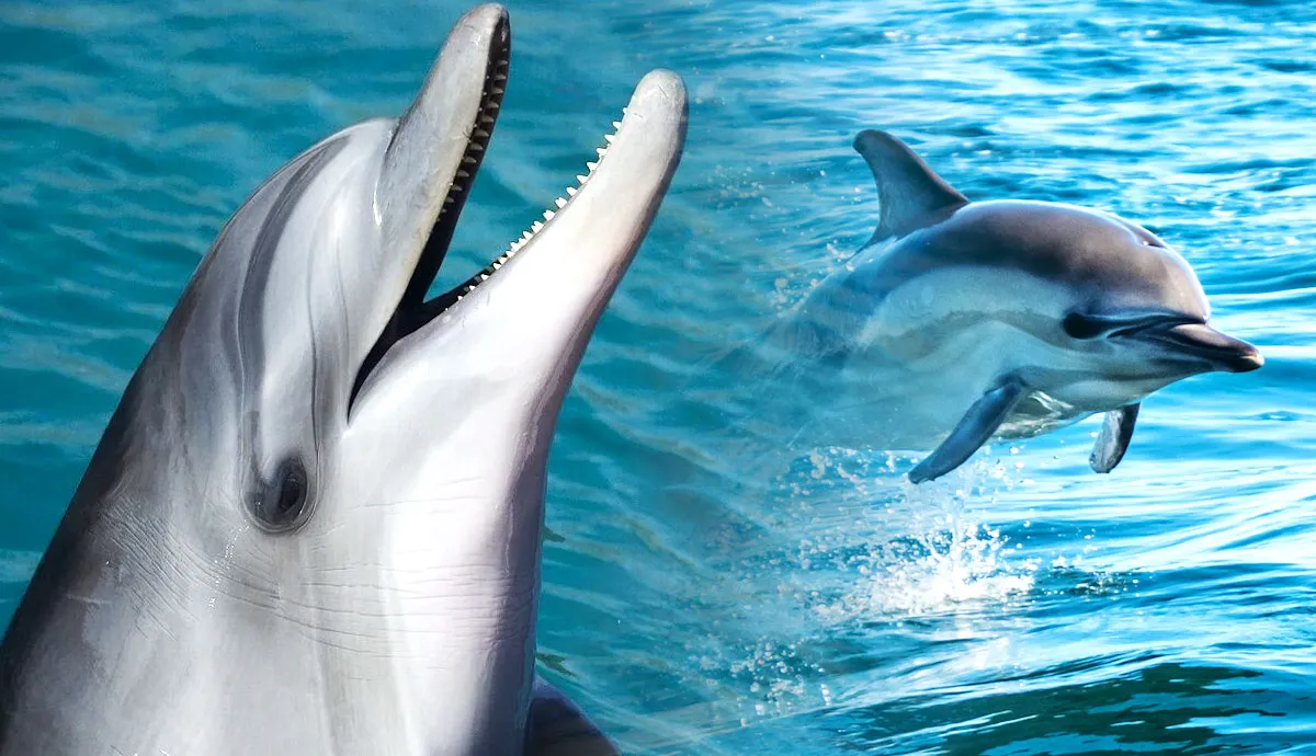 how dolphins help support ocean life
