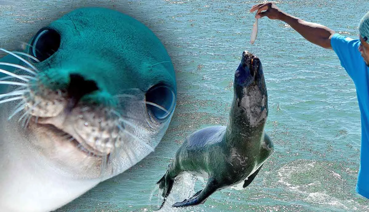 how intelligent are seals