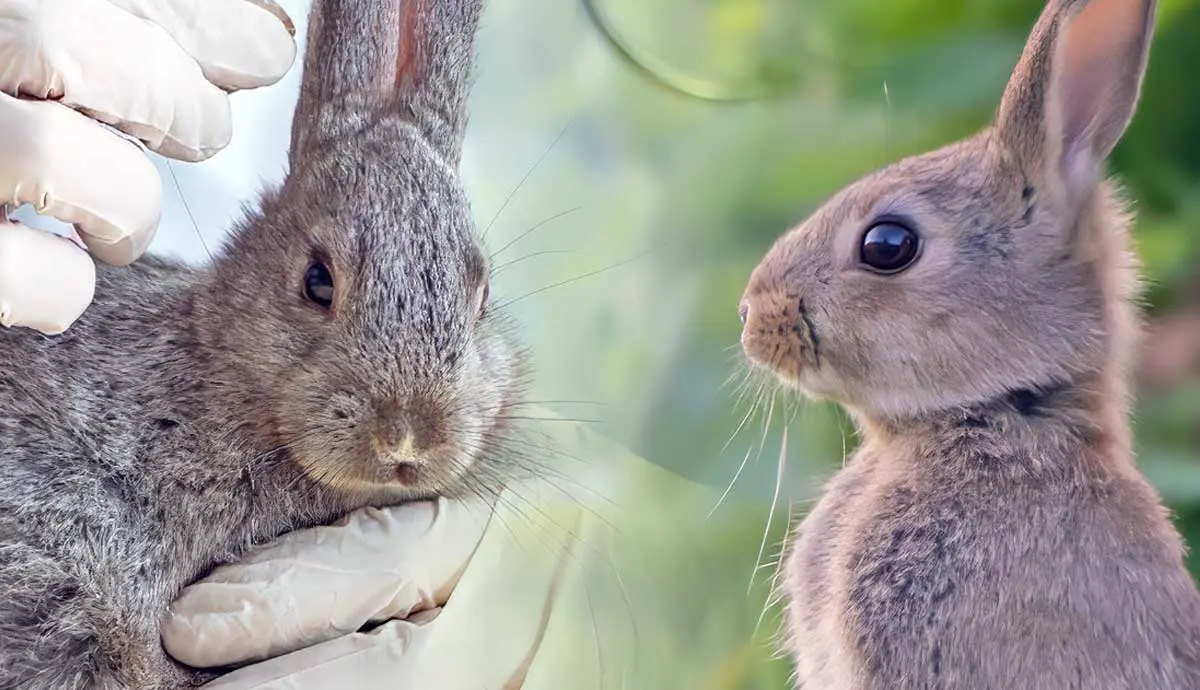 how long do rabbits live