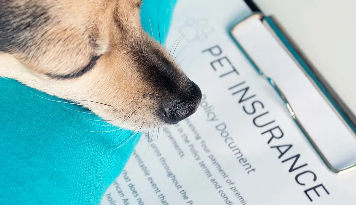 how much does pet insurance cost