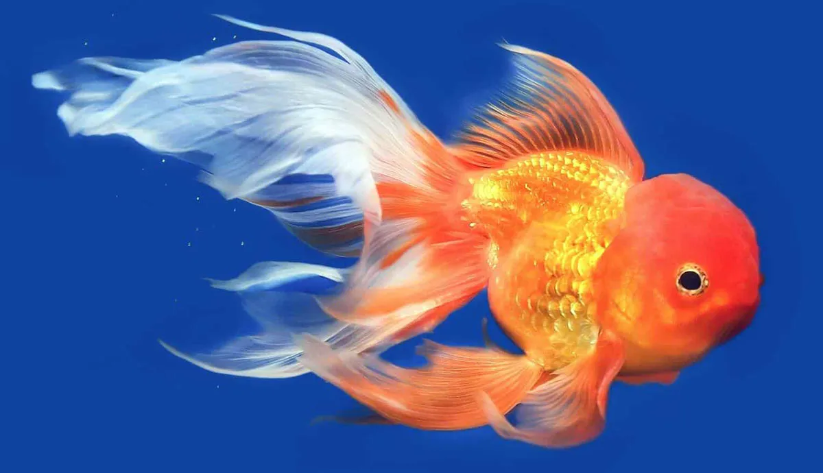 how smart are goldfish