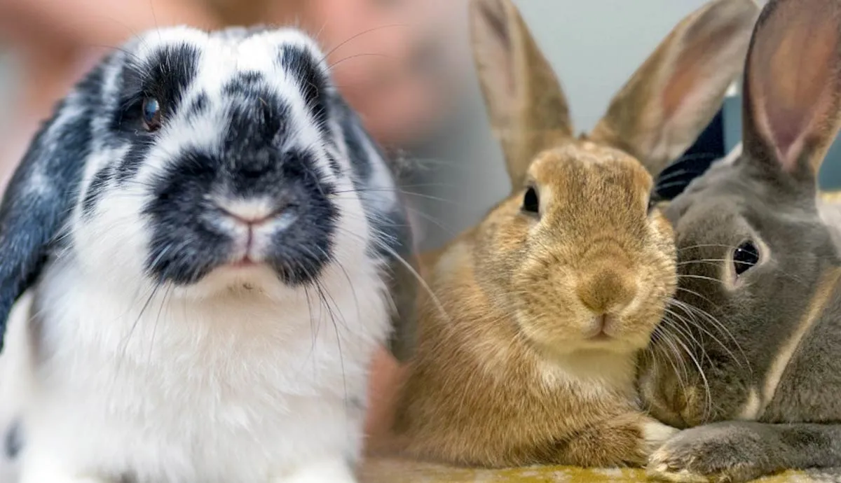 how to care for pet rabbit