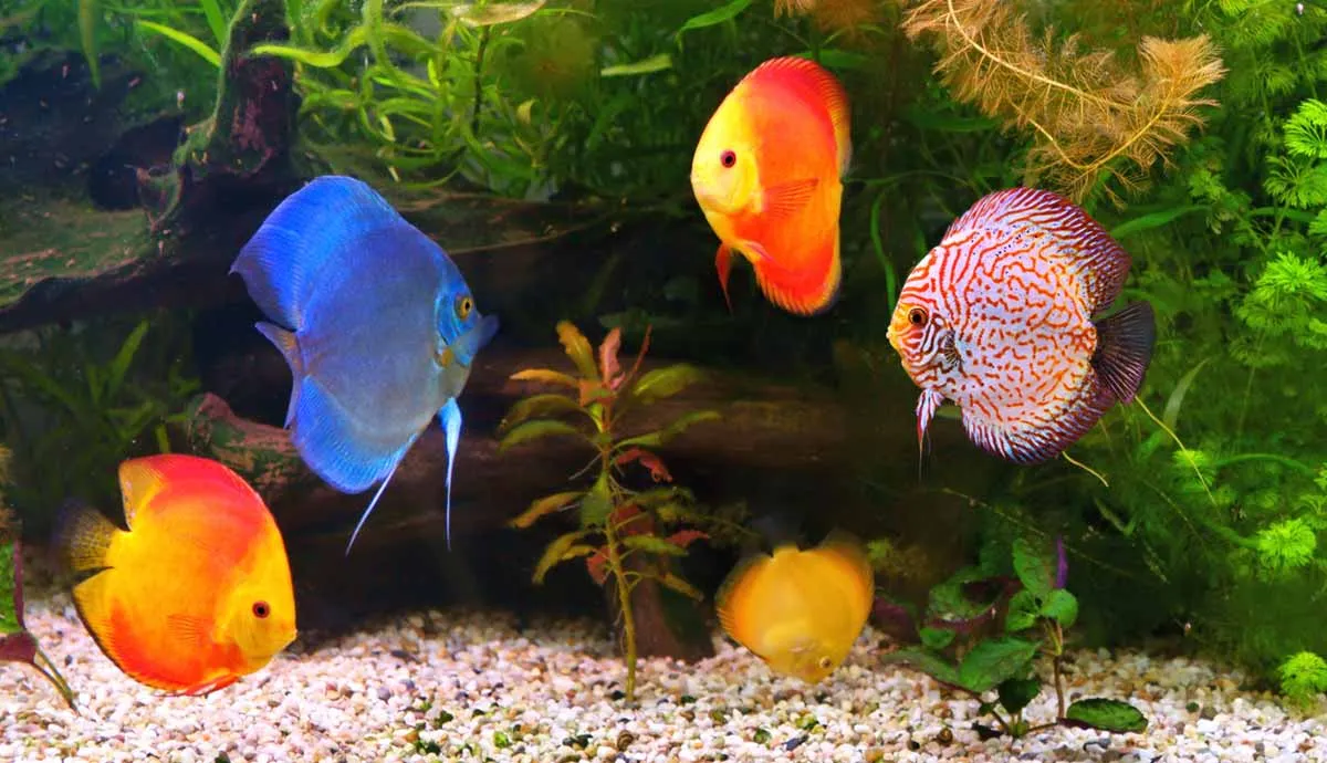 how to maintain well balanced freshwater aquarium