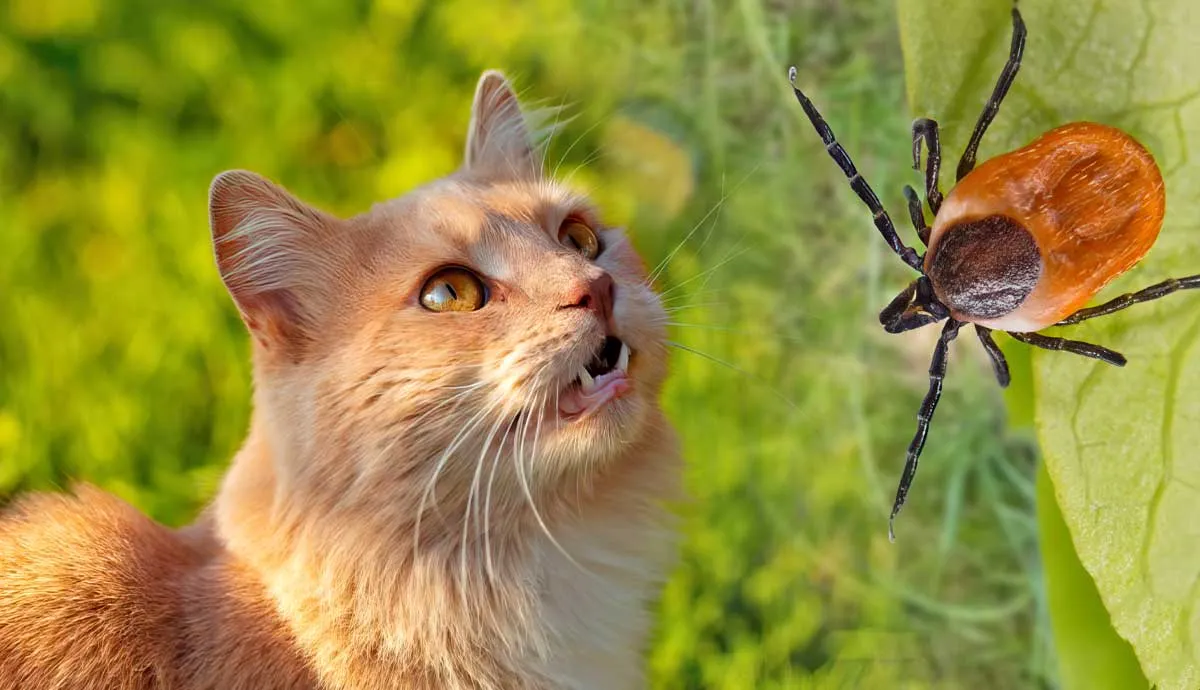 how to remove tick from your pet