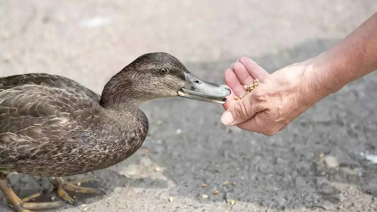 human hand feeding duck