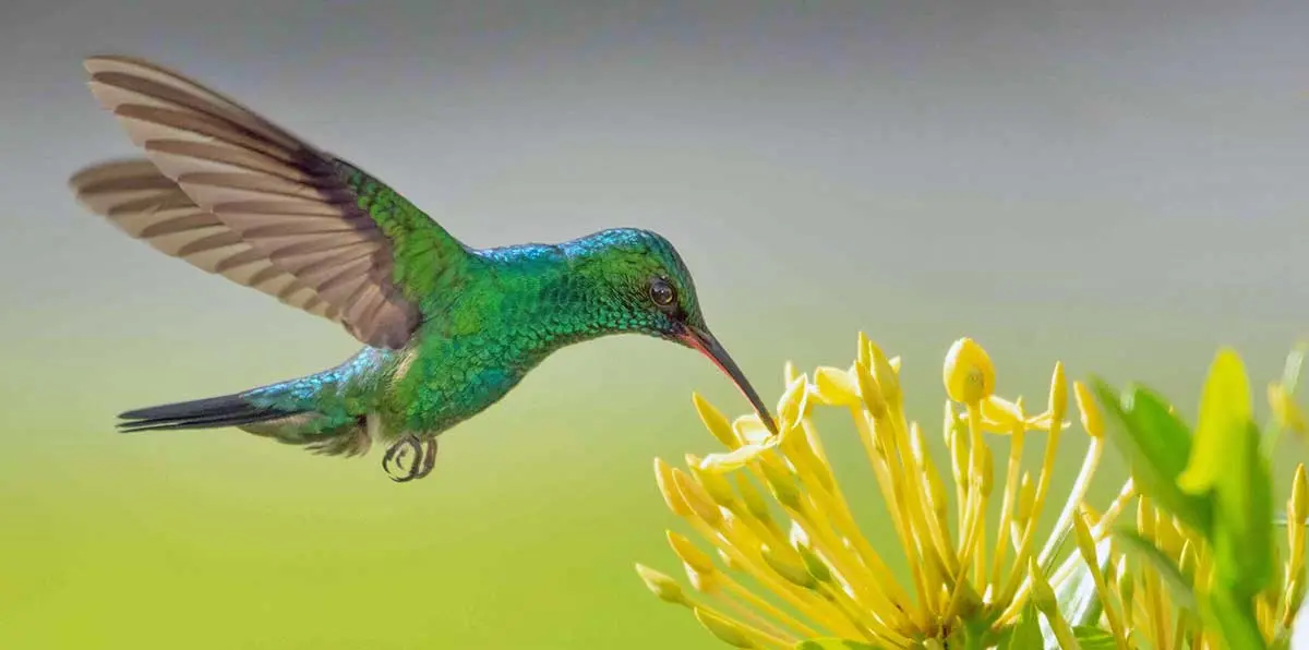 hummingbird approaching flower hovering