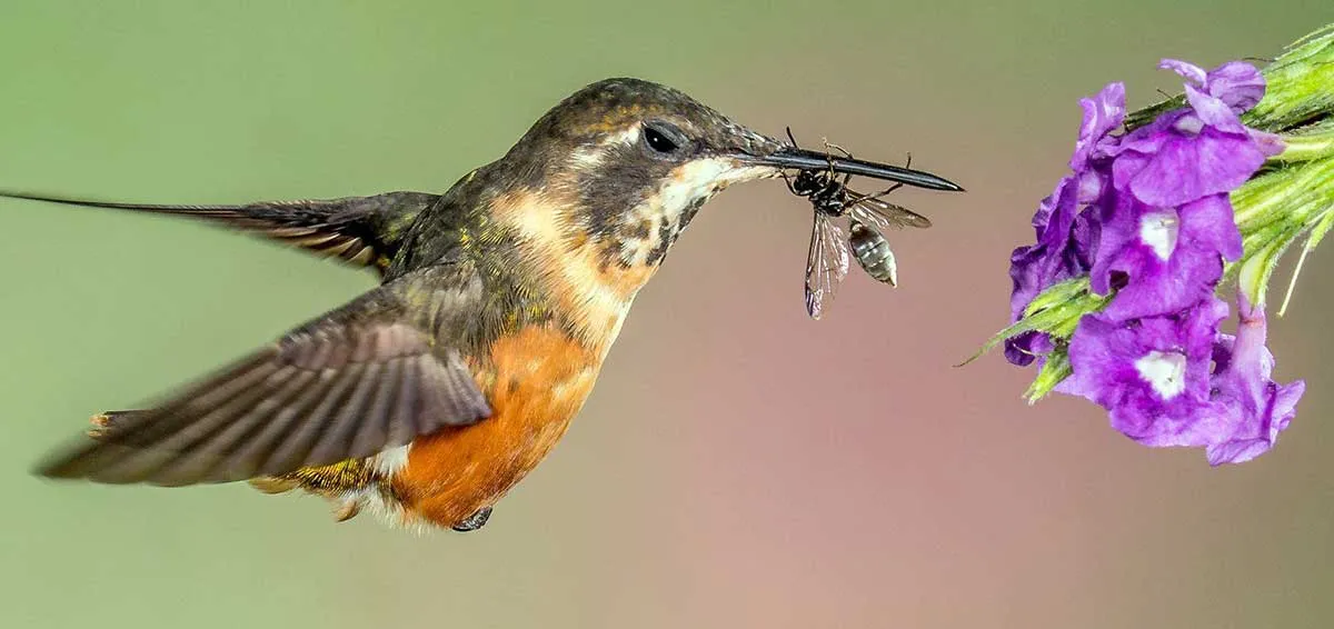 hummingbird eating bug