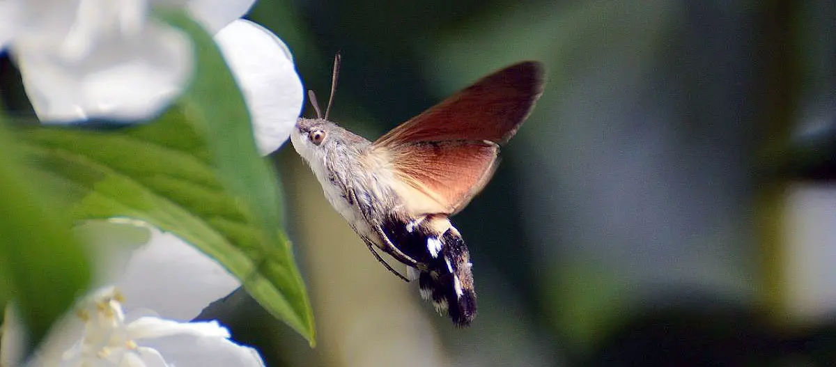 hummingbird hawk moth white flowers