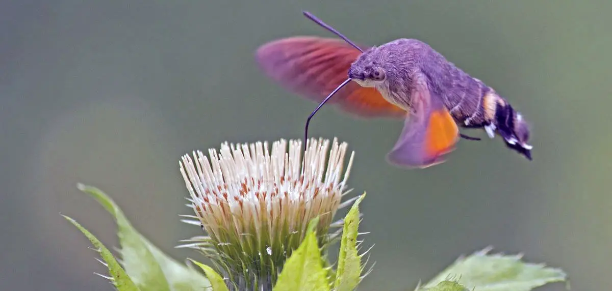 hummingbird hawk moth