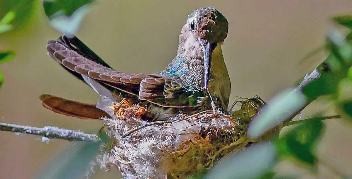hummingbird nest with female