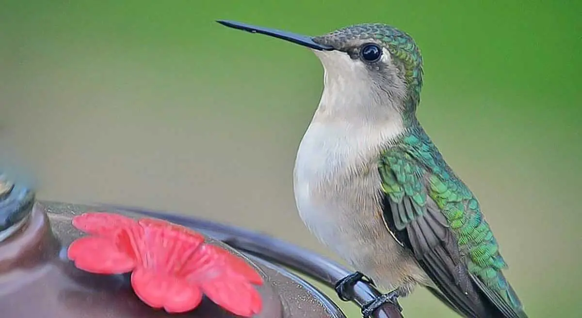 hummingbird perched on feeder