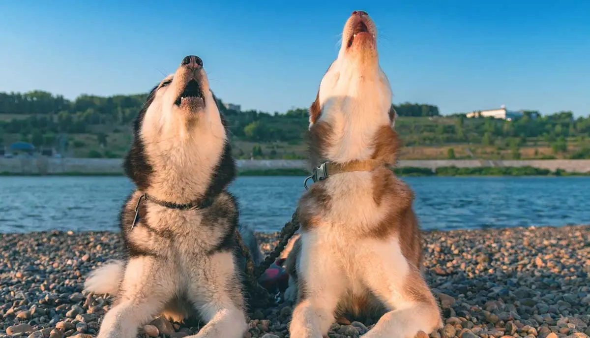 huskies howling