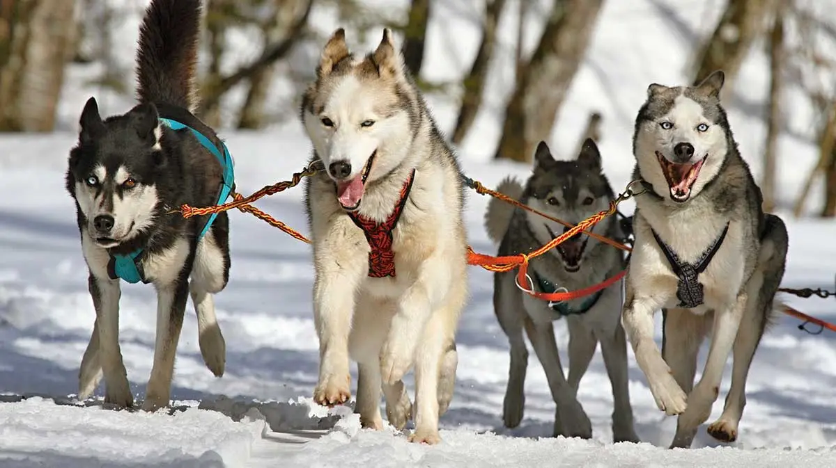 huskies mushing in snow