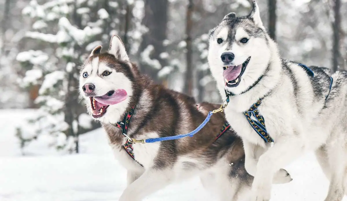 huskies running pack