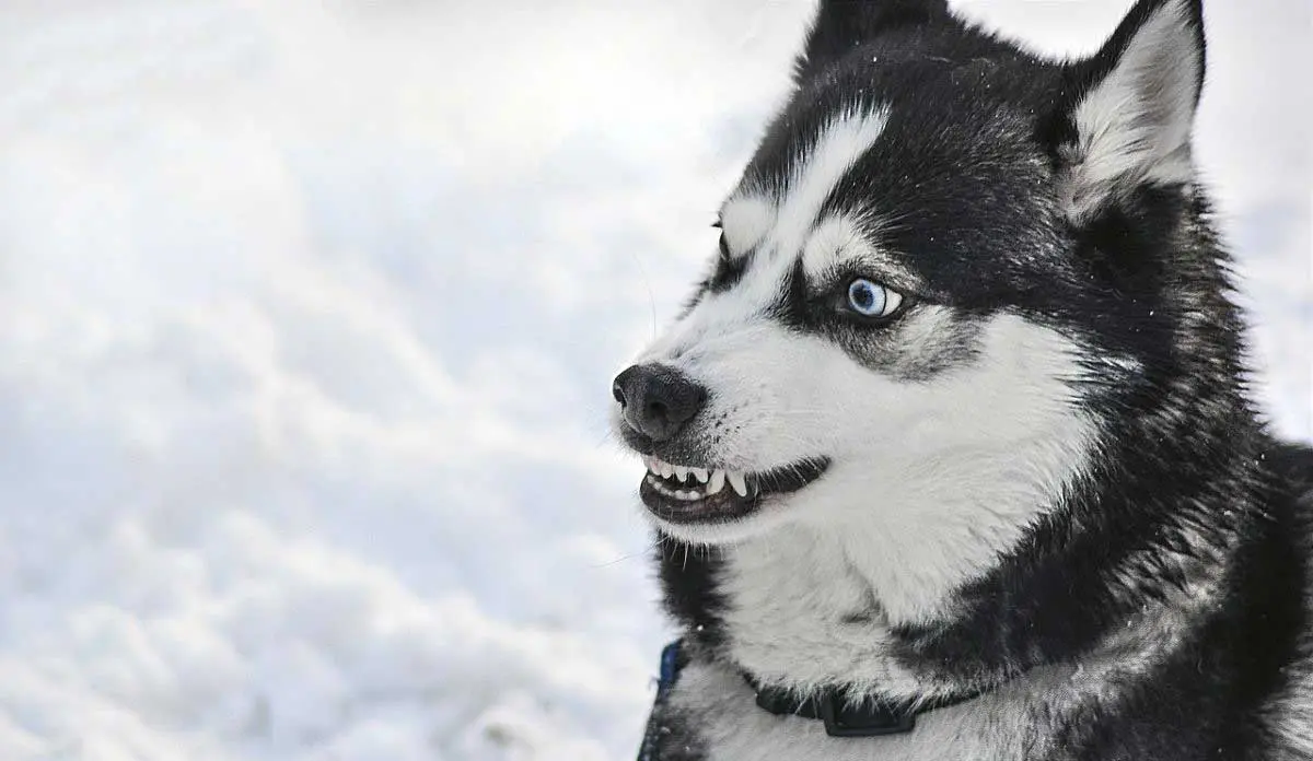 husky bares teeth