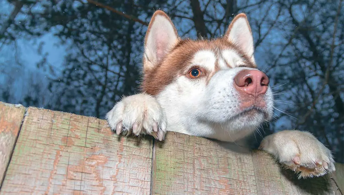 husky escaping