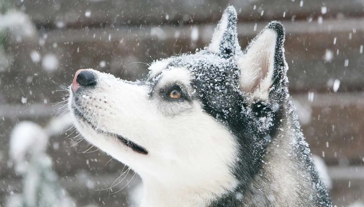 husky in snow