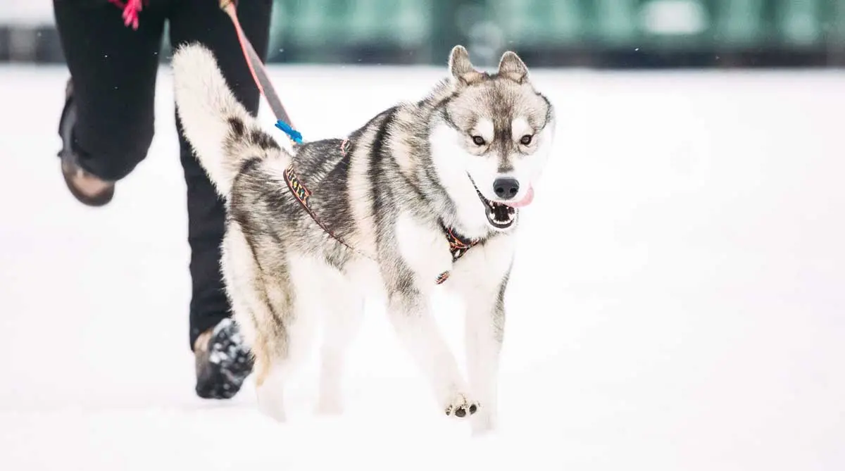 husky running