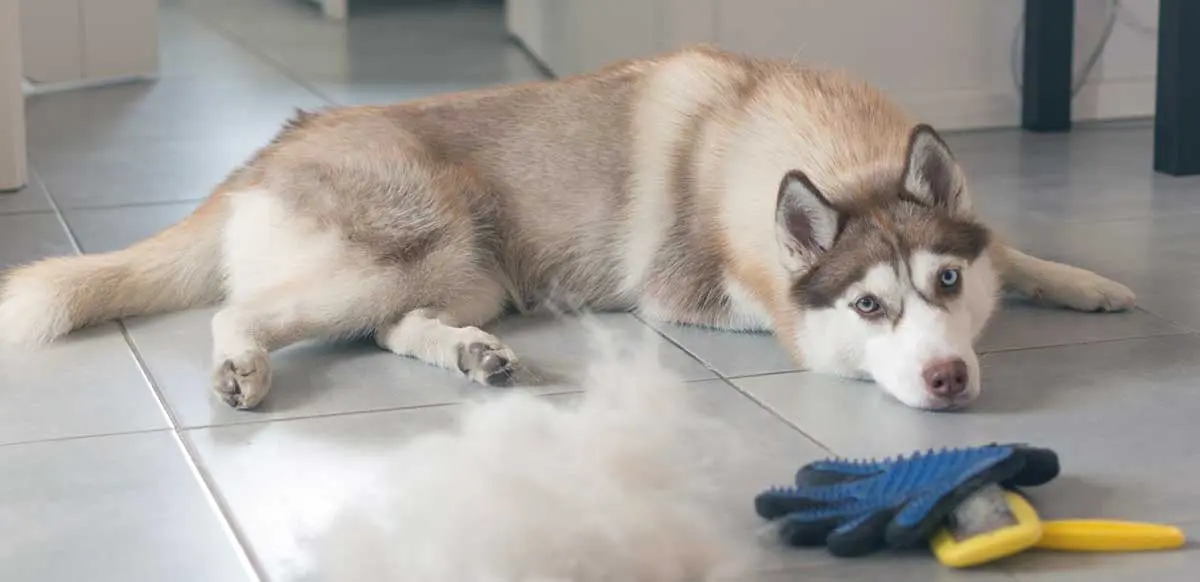 husky shedding