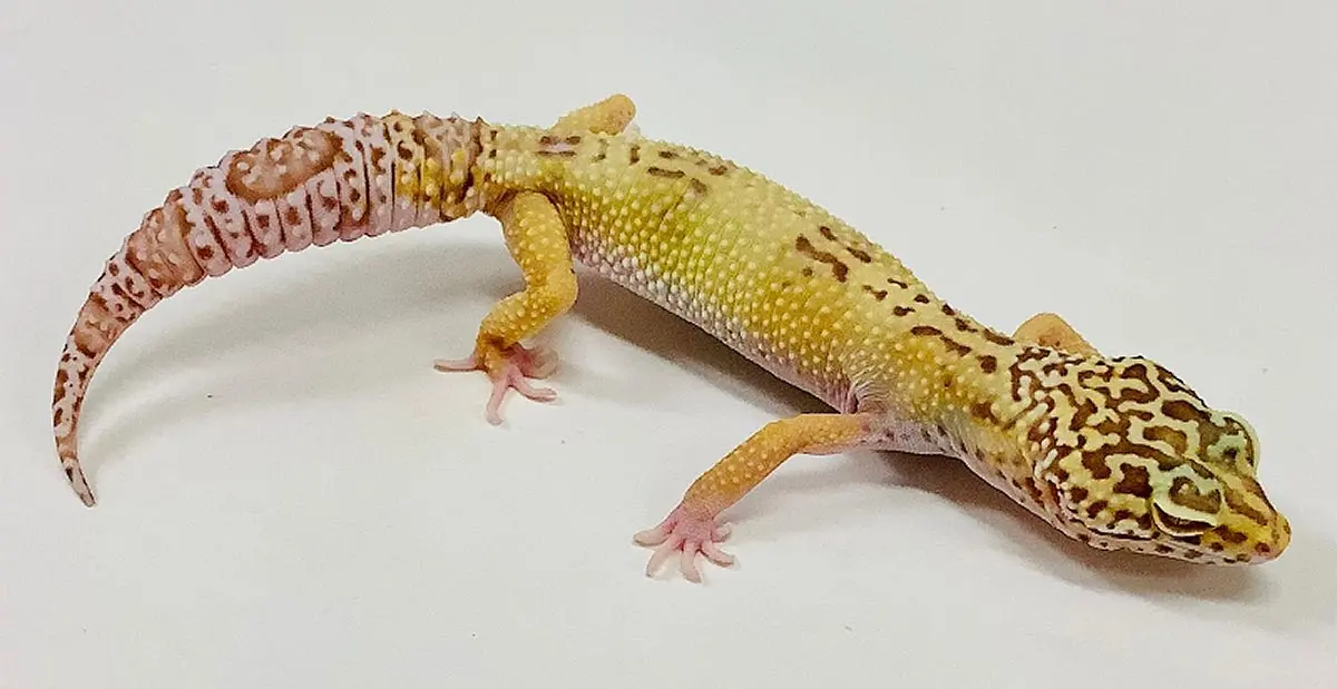 hypo albino gecko