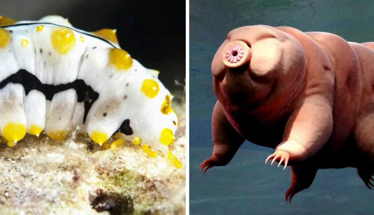incredible deep underwater species