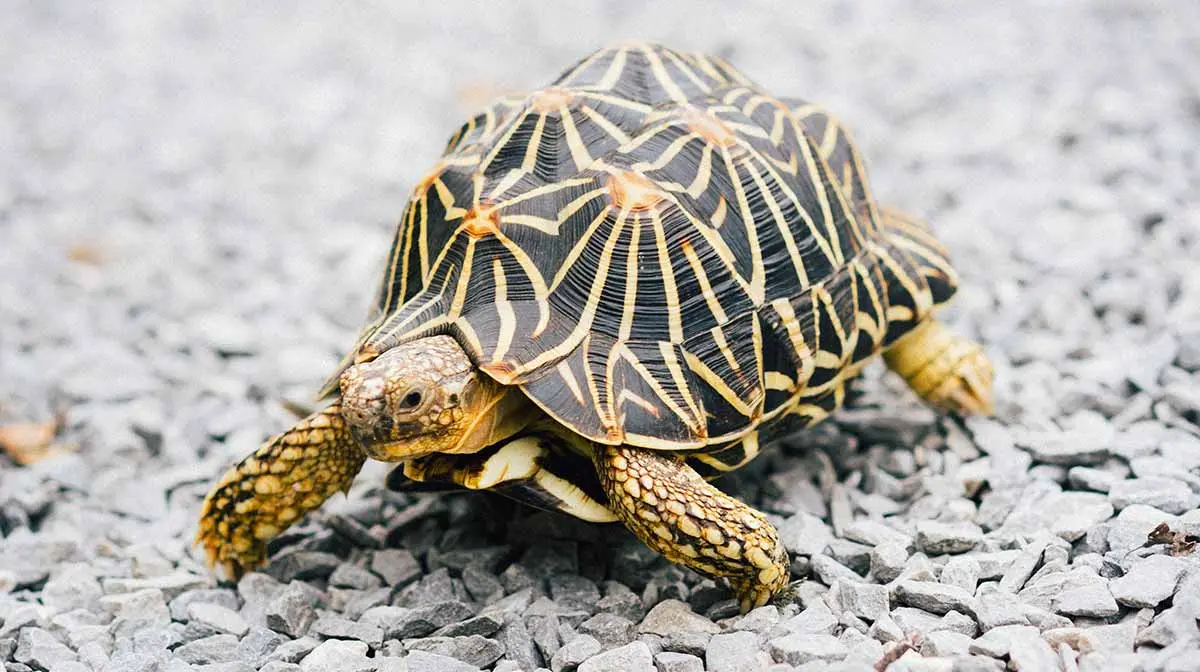 indian star tortoise