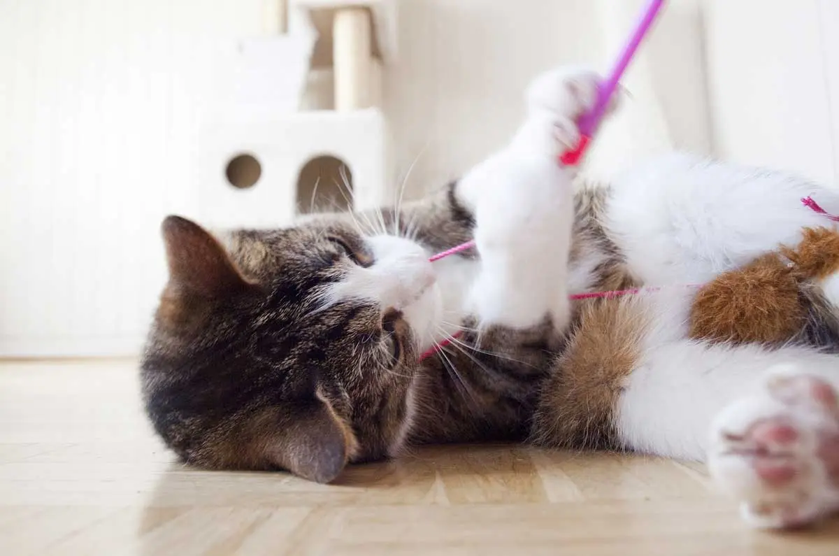 indoor cat playing with interactive toy