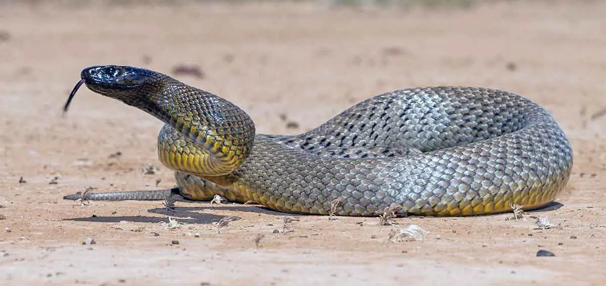 inland taipan