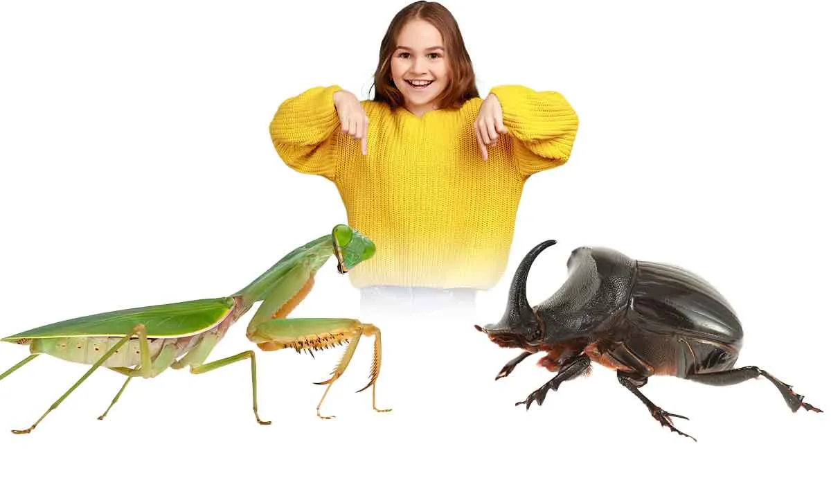 insects you can keep as pets