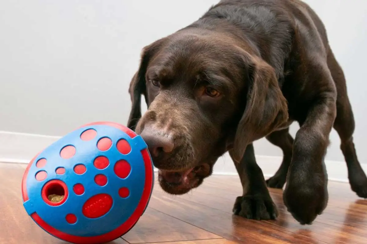 interactive dog toy kong