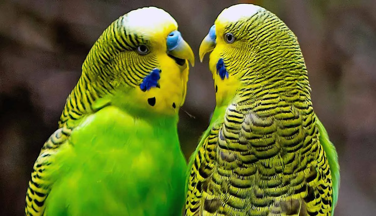 interesting facts about budgies
