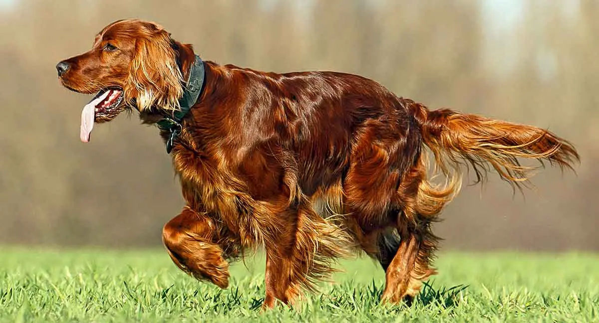 irish setter outside