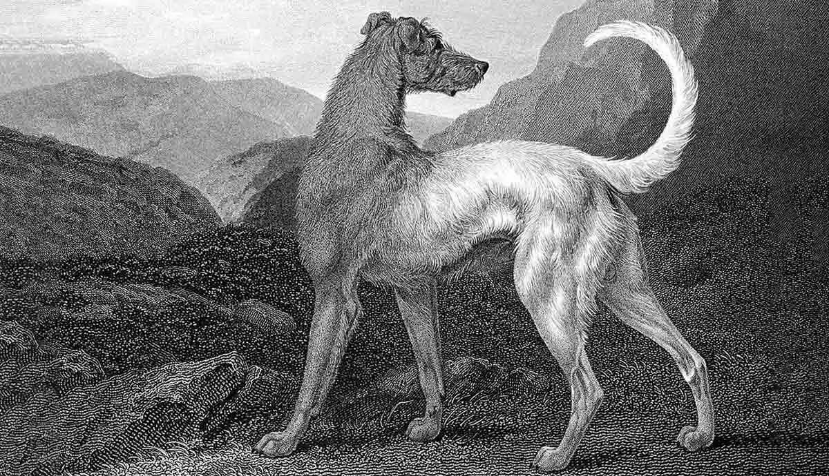 irish wolfhound sketch black and white