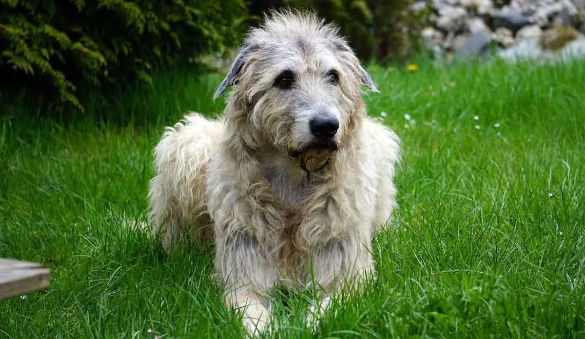 irish wolfhound