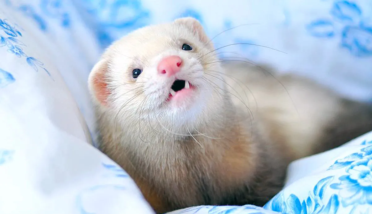 is it easy to own pet ferret