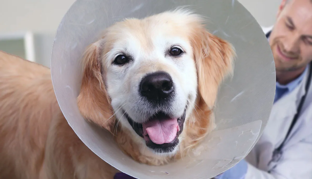 is spaying or neutering painful for dogs