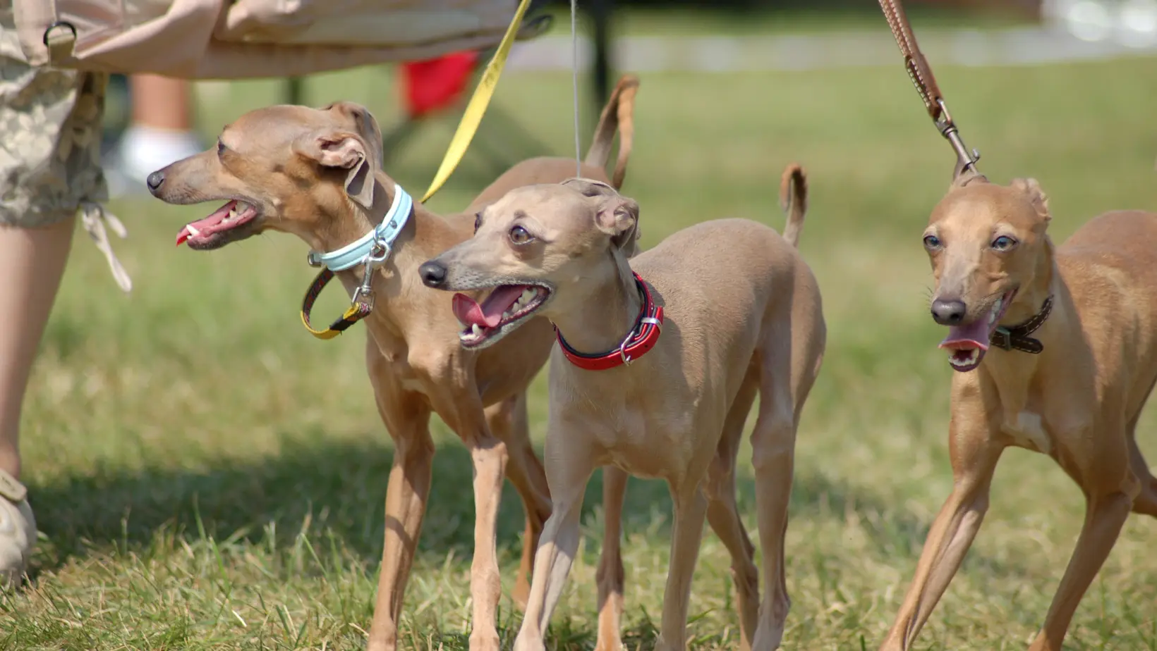 italian greyhounds