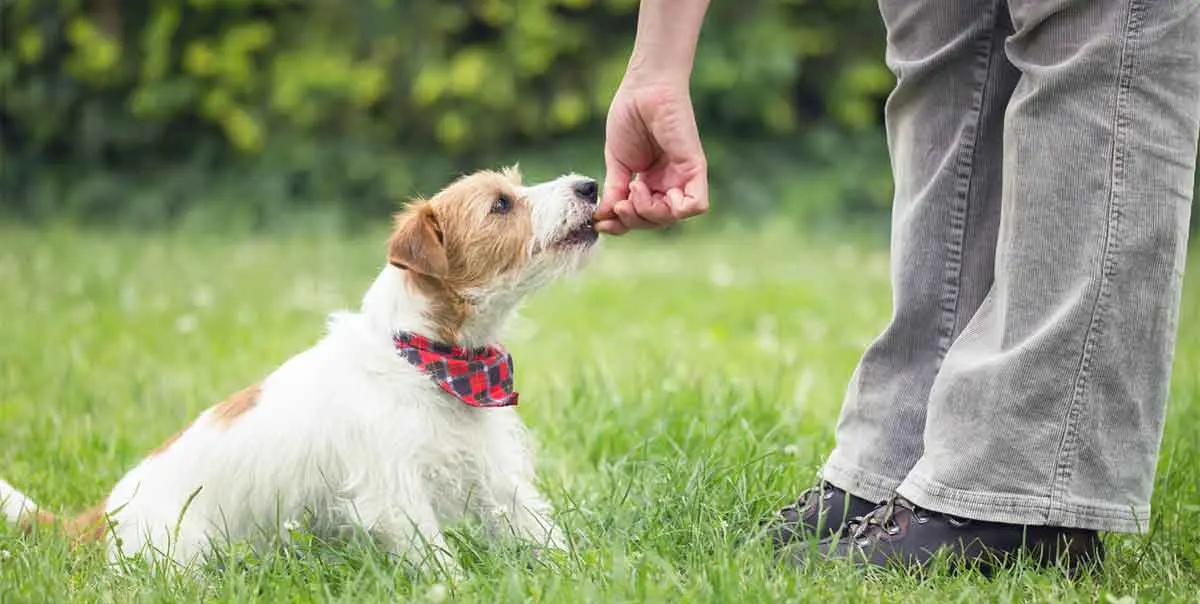 jack russel puppy training