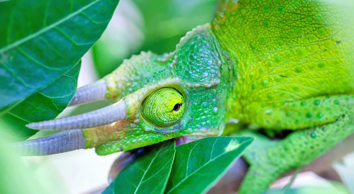 jacksons chameleon