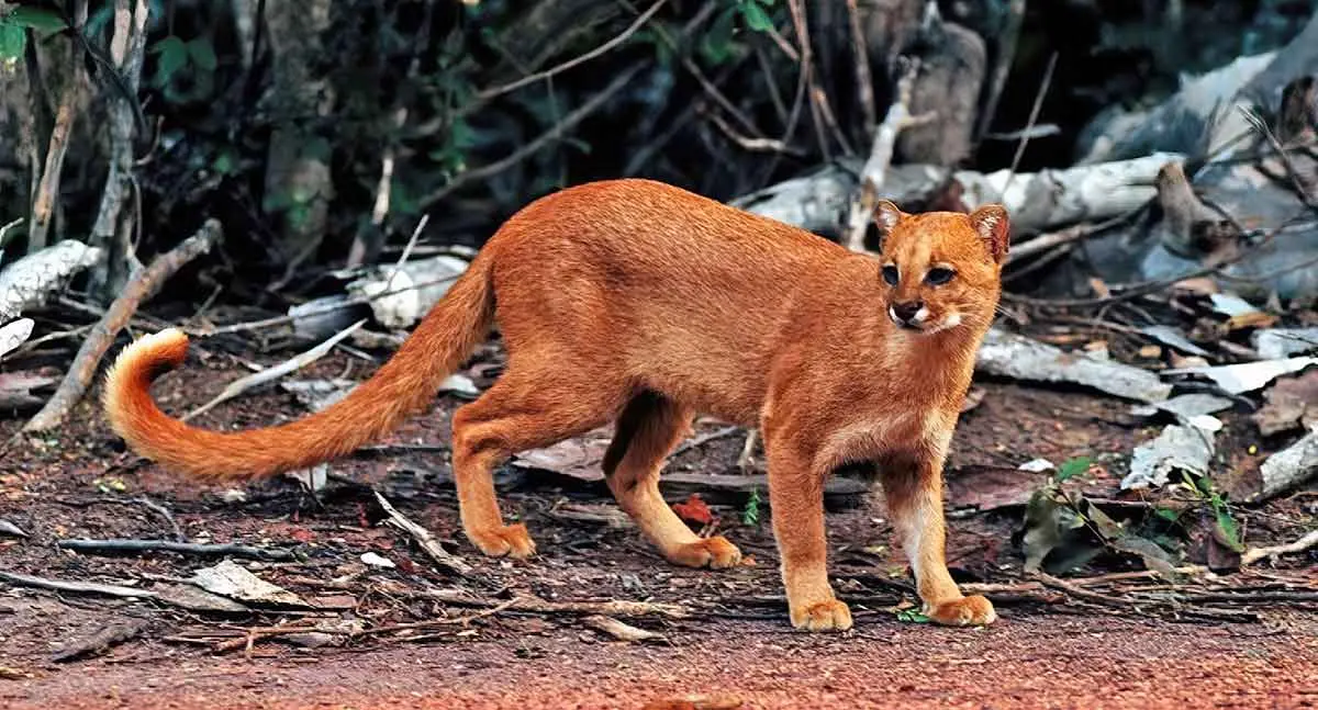 jaguarundi