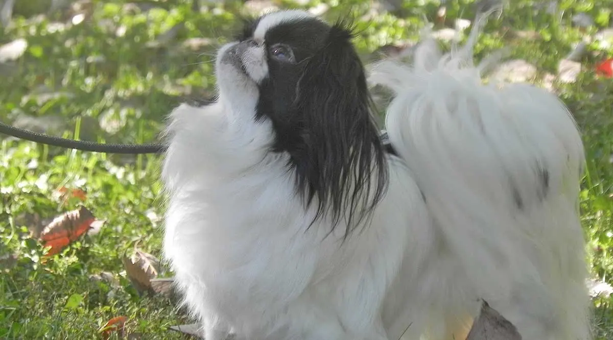 japanese chin leaves