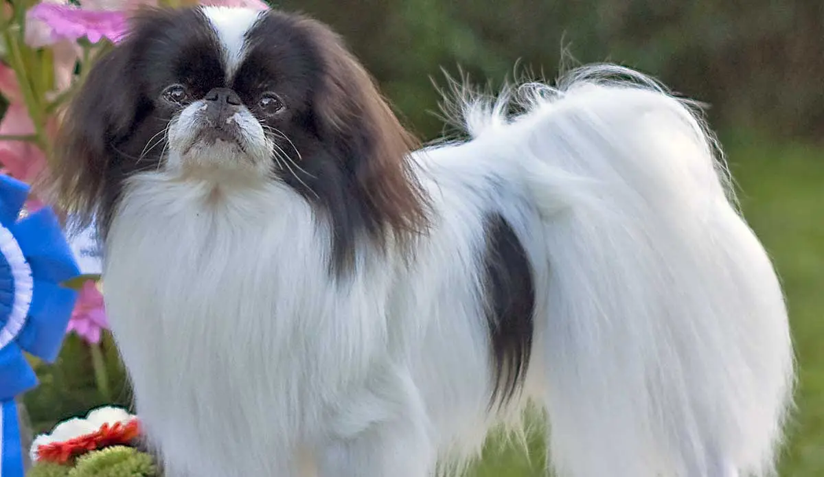 japanese chin standing ribbon