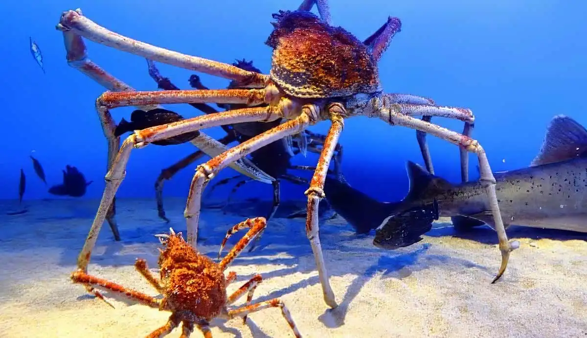 Deep-Sea Yeti Crab Farms Food on Its Arms