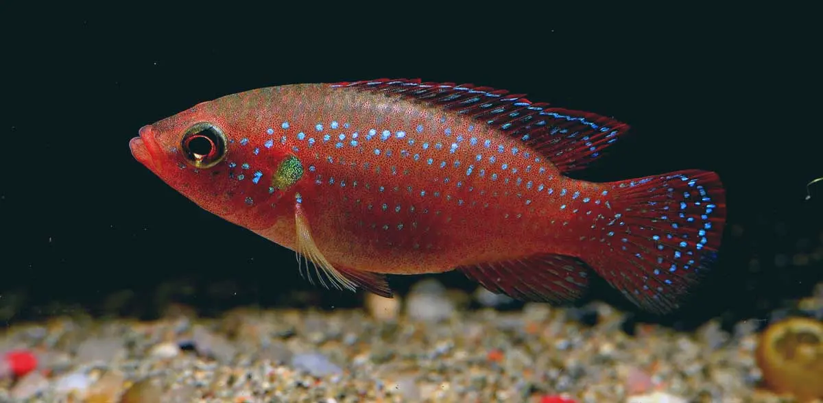 jewel cichlid