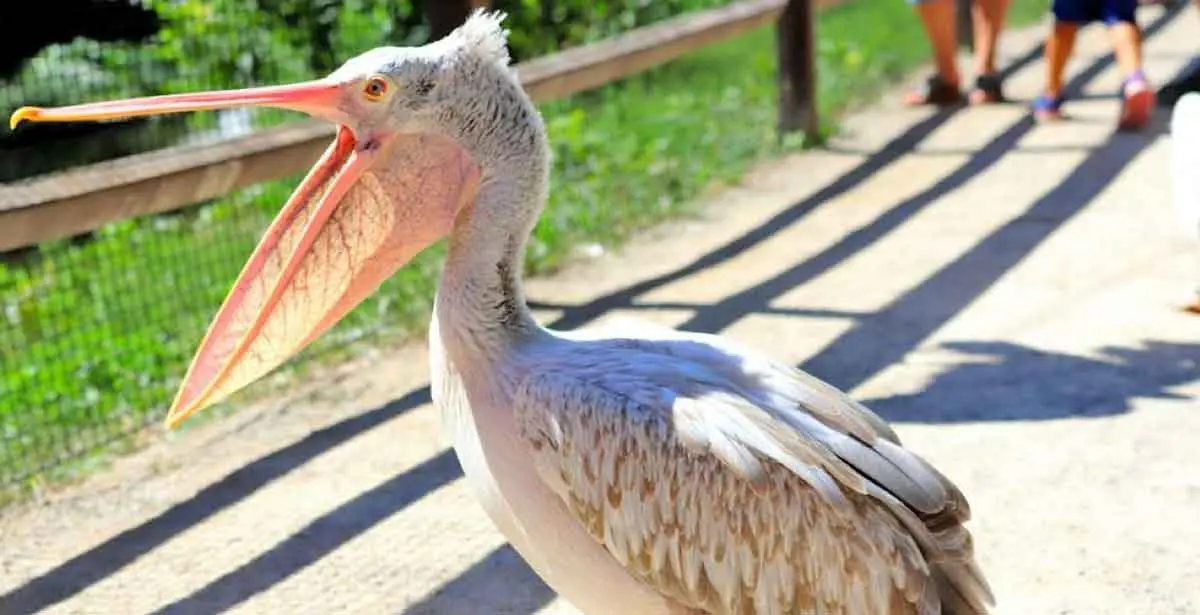 juvenile brown pelican pouch