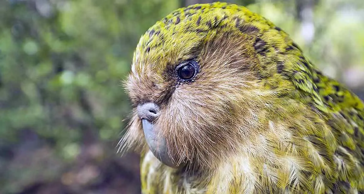 kakapo face