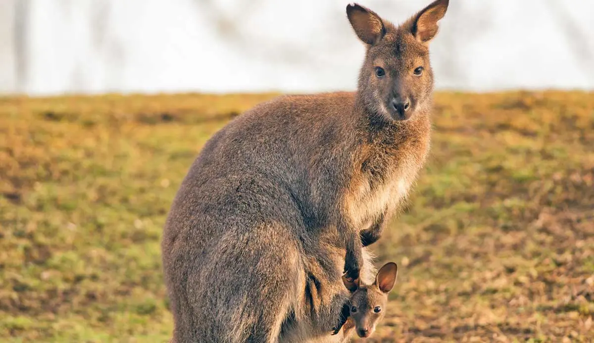 kangaroo