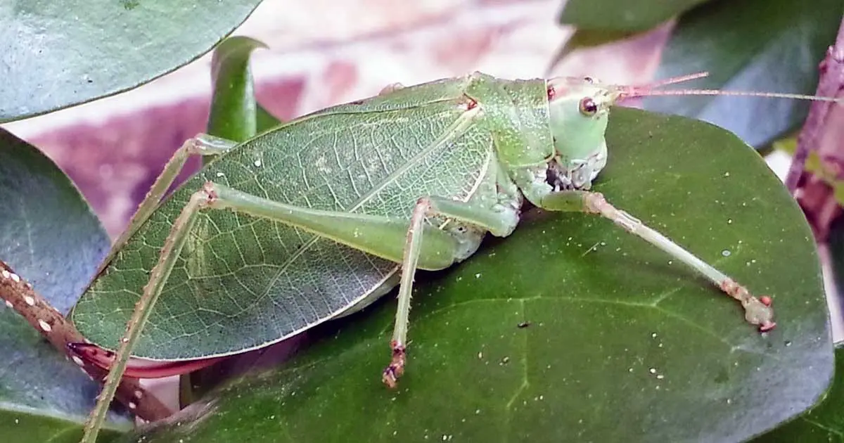 katydid